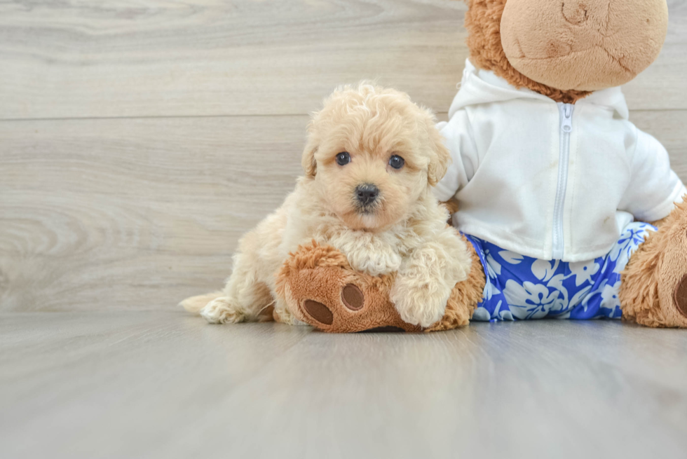 Best Maltipoo Baby