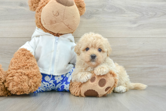 Fluffy Maltipoo Poodle Mix Pup