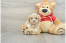 Best Maltipoo Baby