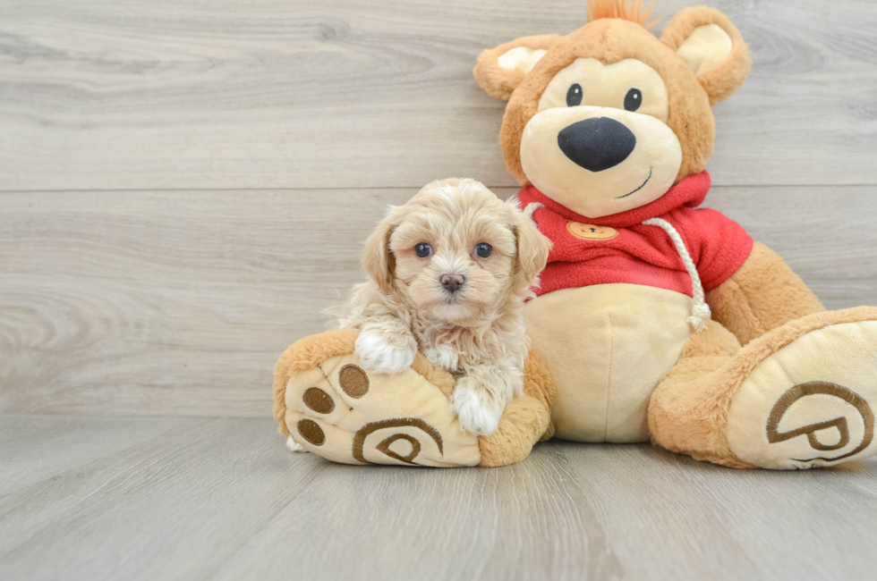 7 week old Maltipoo Puppy For Sale - Premier Pups