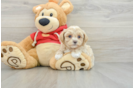 Best Maltipoo Baby