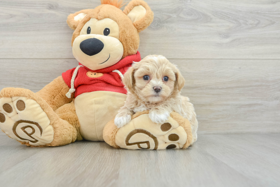 Best Maltipoo Baby