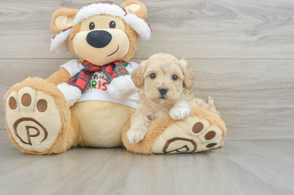 6 week old Maltipoo Puppy For Sale - Premier Pups