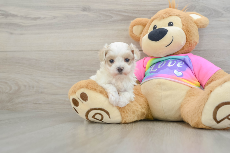 Meet Zeke - our Maltipoo Puppy Photo 1/3 - Premier Pups