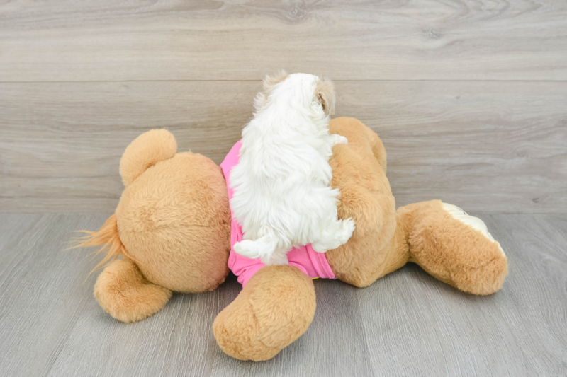 Meet Zeke - our Maltipoo Puppy Photo 2/3 - Premier Pups