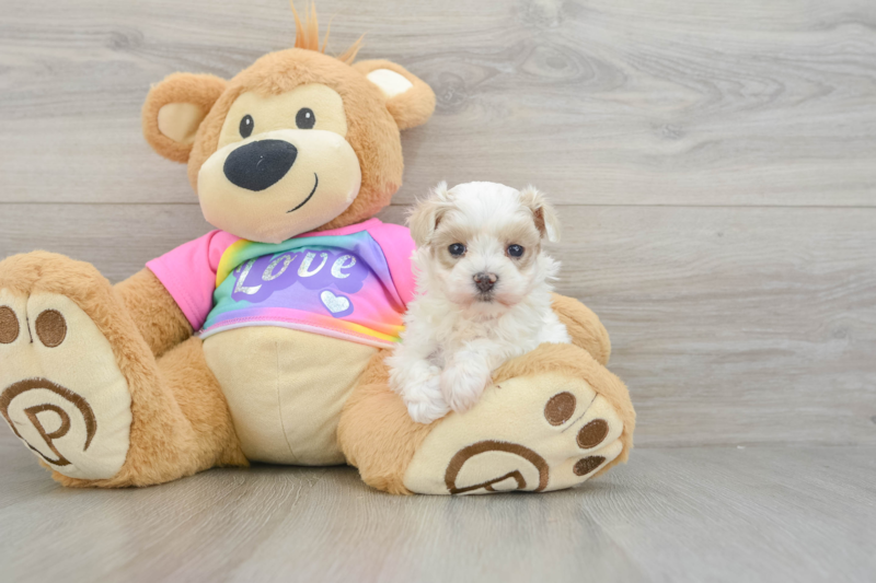Meet Zeke - our Maltipoo Puppy Photo 3/3 - Premier Pups