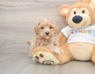 9 week old Maltipoo Puppy For Sale - Premier Pups