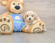 7 week old Maltipoo Puppy For Sale - Premier Pups