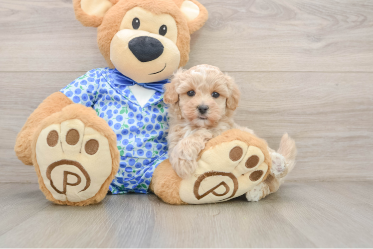 Maltipoo Puppy for Adoption