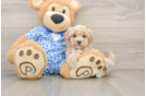 Maltipoo Puppy for Adoption