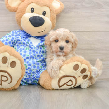 Maltipoo Puppy for Adoption