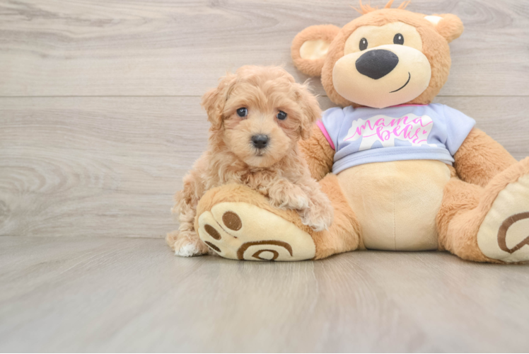 Maltipoo Puppy for Adoption