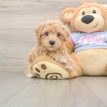 Maltipoo Puppy for Adoption