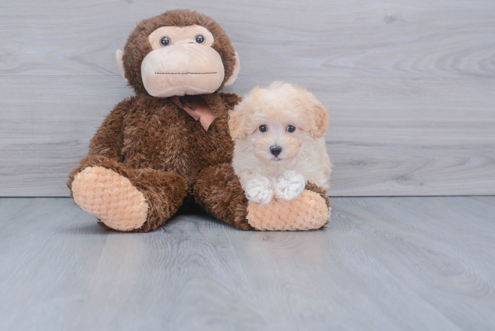 Fluffy Maltipoo Poodle Mix Pup