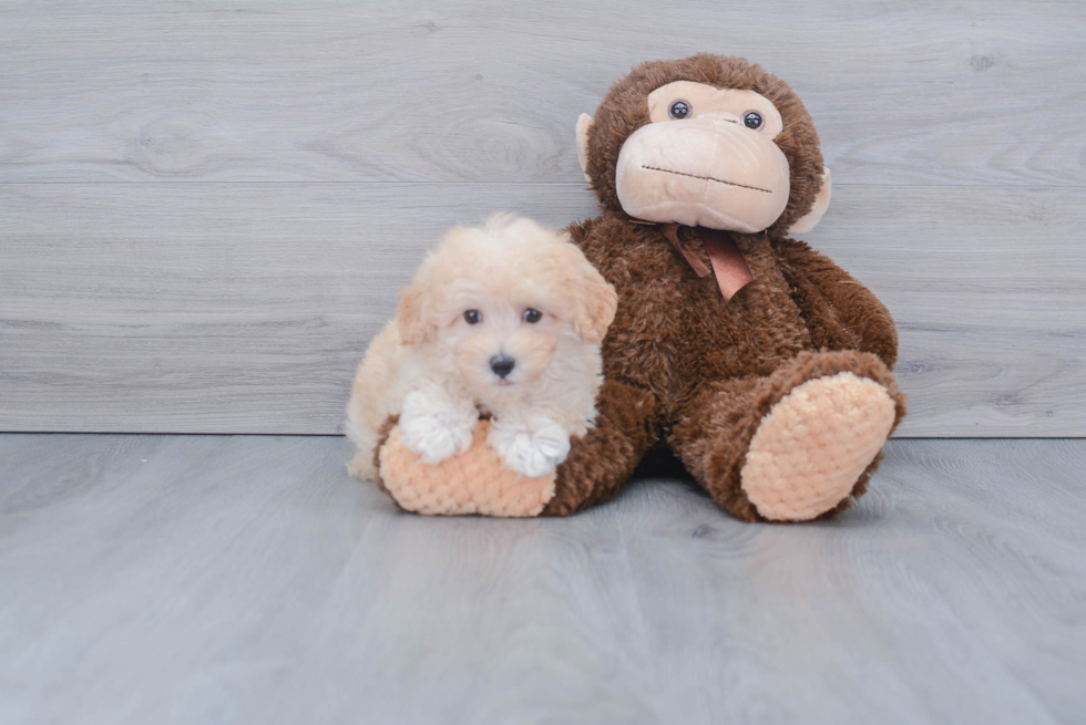 Energetic Maltepoo Poodle Mix Puppy