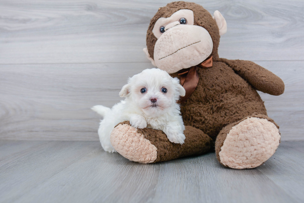 Adorable Maltepoo Poodle Mix Puppy