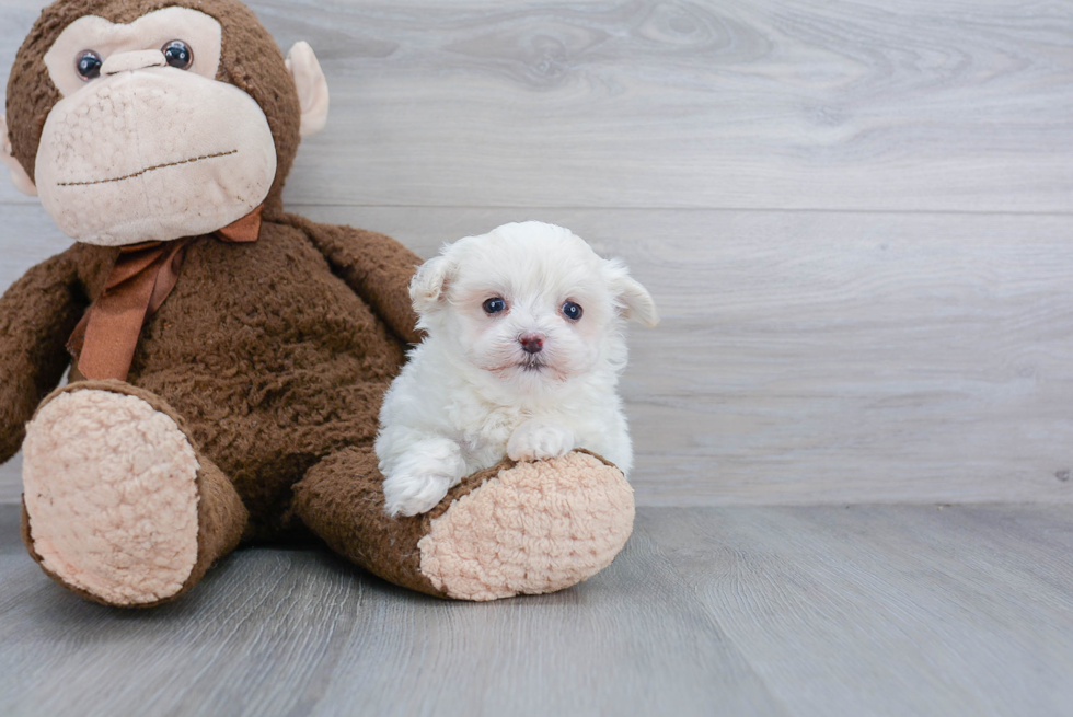 Best Maltipoo Baby