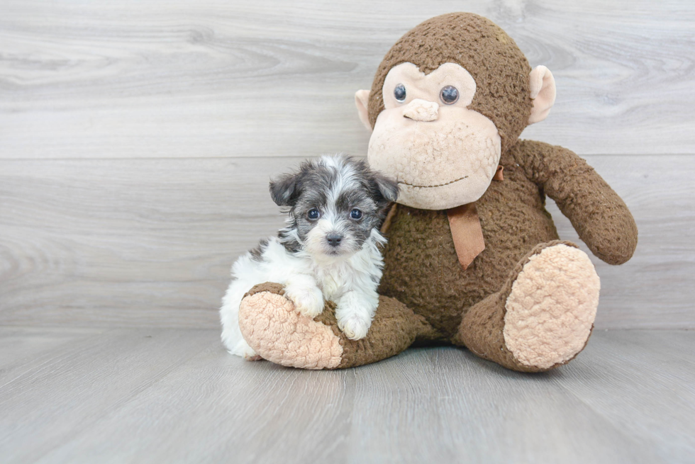 Maltipoo Puppy for Adoption