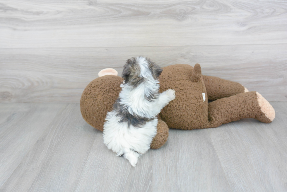 Sweet Maltipoo Baby