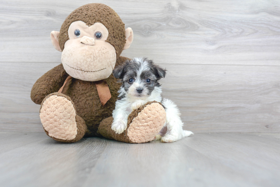 Maltipoo Puppy for Adoption