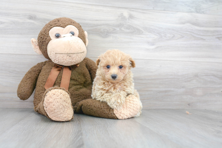 Maltipoo Pup Being Cute