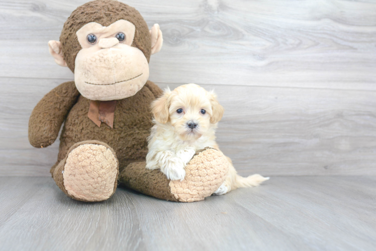 Smart Maltipoo Poodle Mix Pup