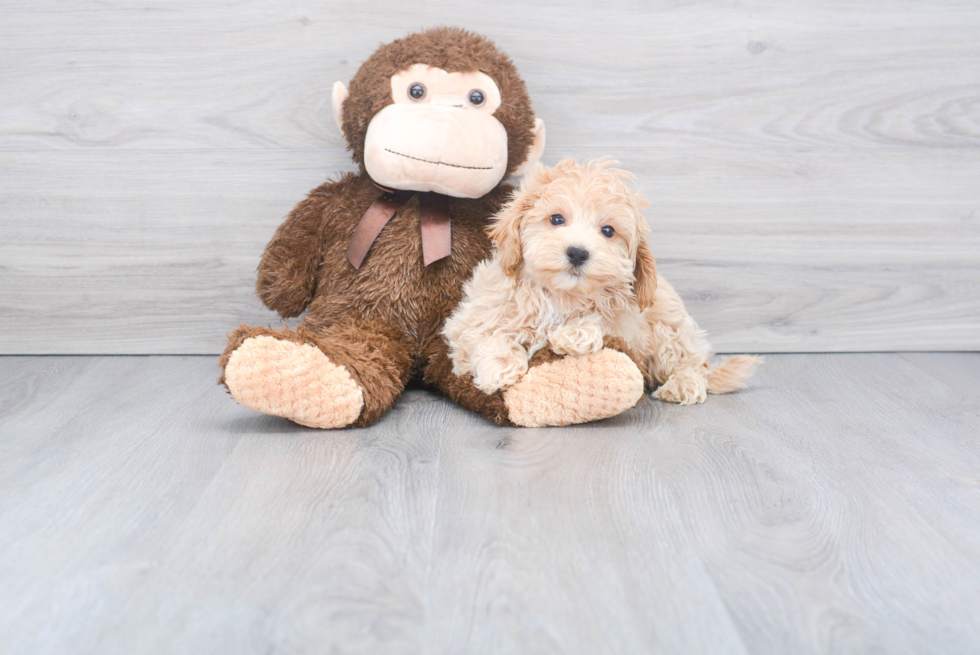 Little Maltese Poodle Poodle Mix Puppy