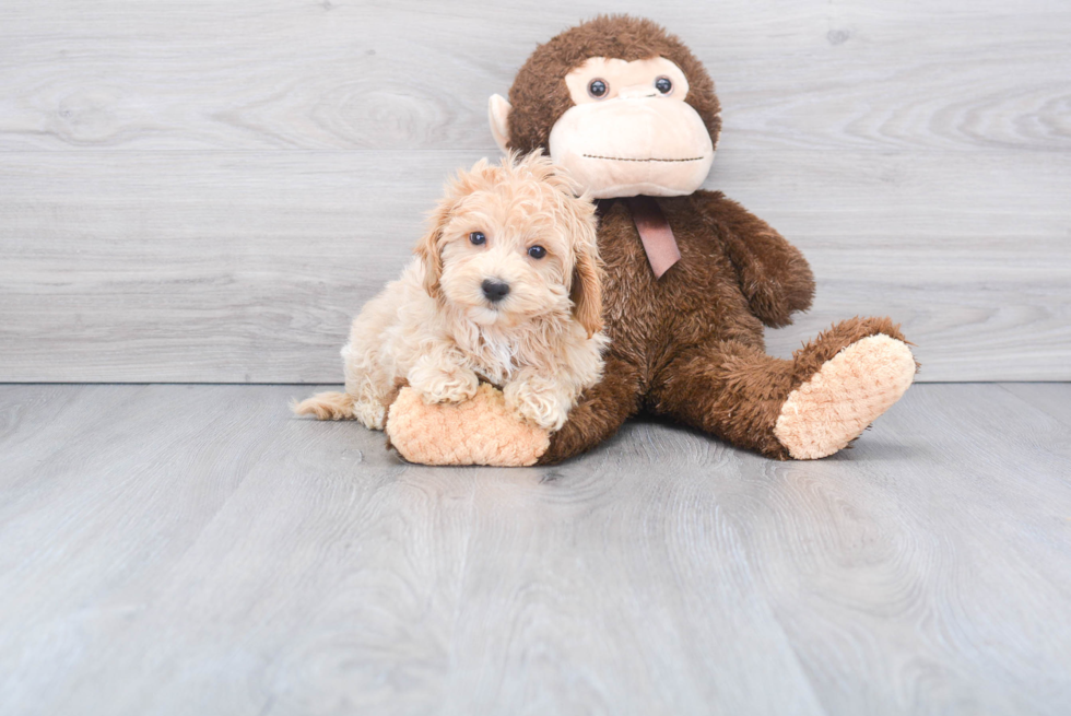 Maltipoo Puppy for Adoption