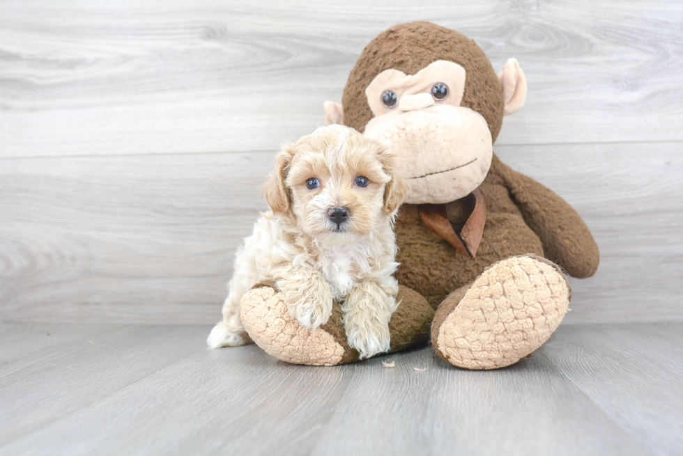 Fluffy Maltipoo Poodle Mix Pup