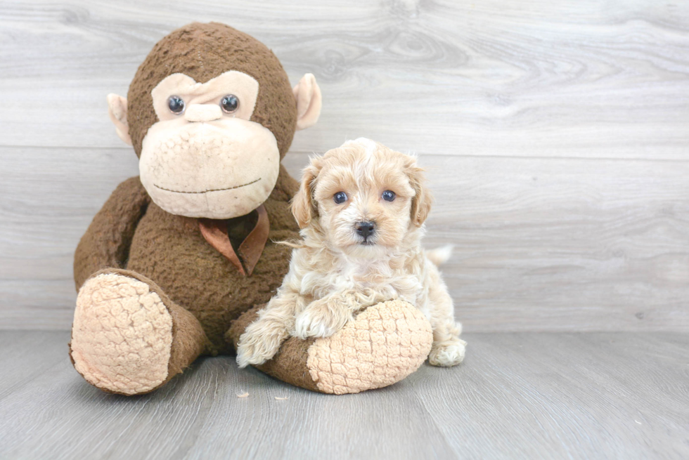 Maltipoo Pup Being Cute