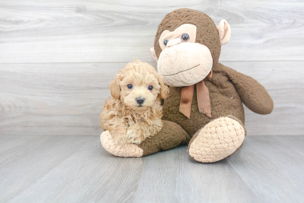 Best Maltipoo Baby