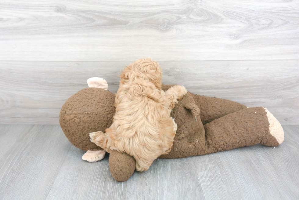 Maltipoo Pup Being Cute