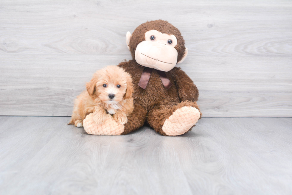 Friendly Maltipoo Baby