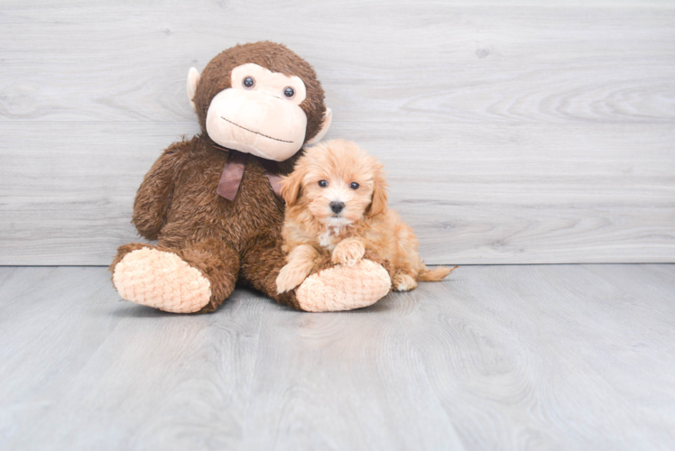 Cute Maltipoo Baby