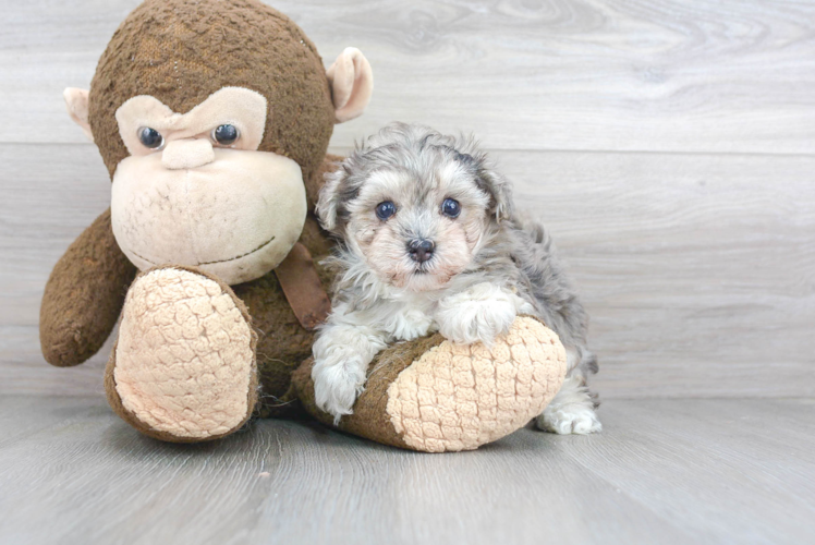 Sweet Maltipoo Baby