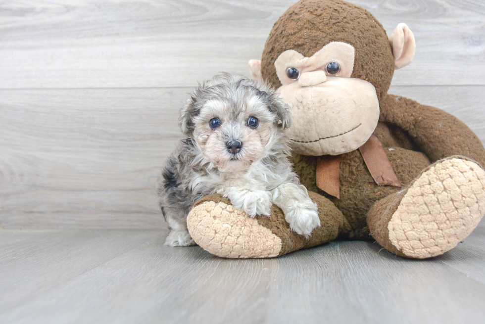 Maltipoo Pup Being Cute