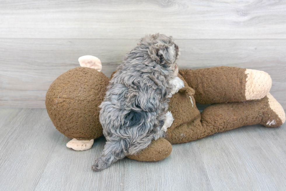 Funny Maltipoo Poodle Mix Pup