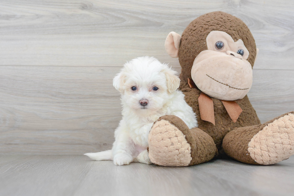 Maltipoo Puppy for Adoption