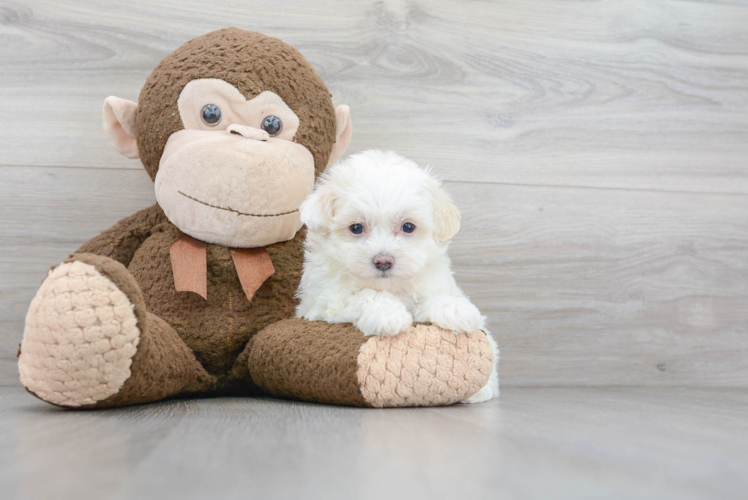 Hypoallergenic Maltese Poodle Poodle Mix Puppy