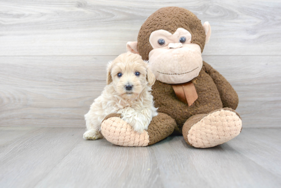 Popular Maltipoo Poodle Mix Pup