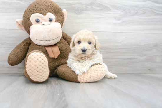 Little Maltepoo Poodle Mix Puppy