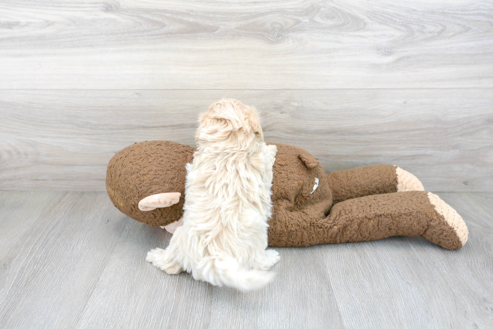 Maltipoo Pup Being Cute