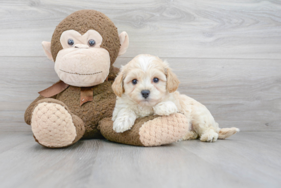 Maltipoo Pup Being Cute