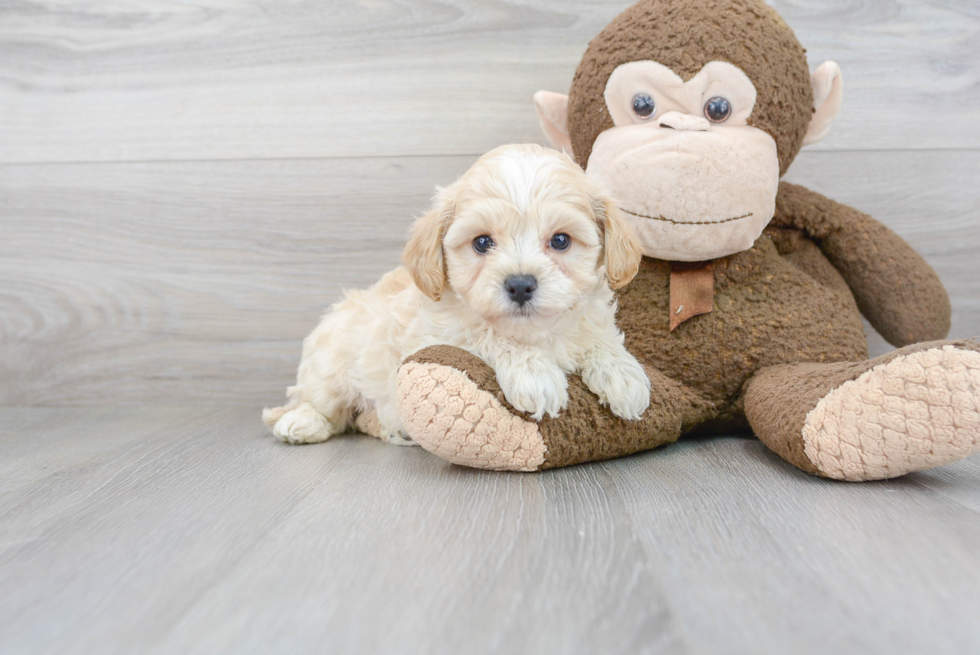 Maltipoo Puppy for Adoption