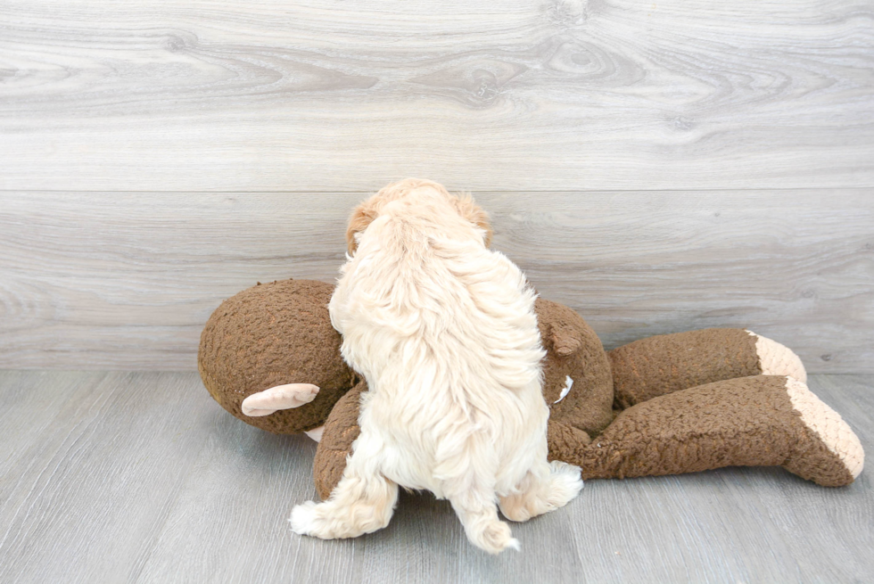 Petite Maltipoo Poodle Mix Pup