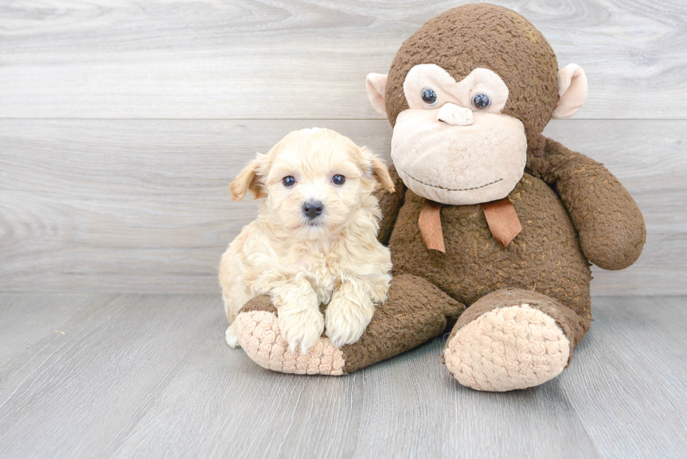 Sweet Maltipoo Baby