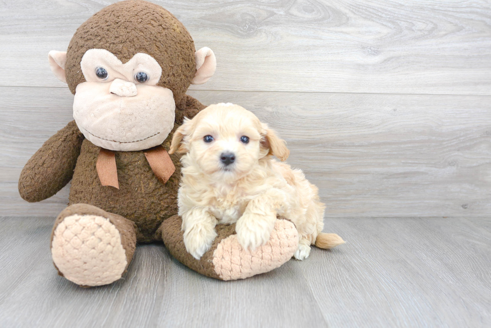 Funny Maltipoo Poodle Mix Pup