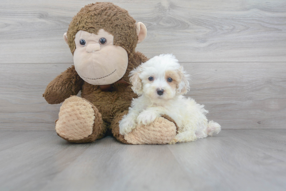 Maltipoo Pup Being Cute