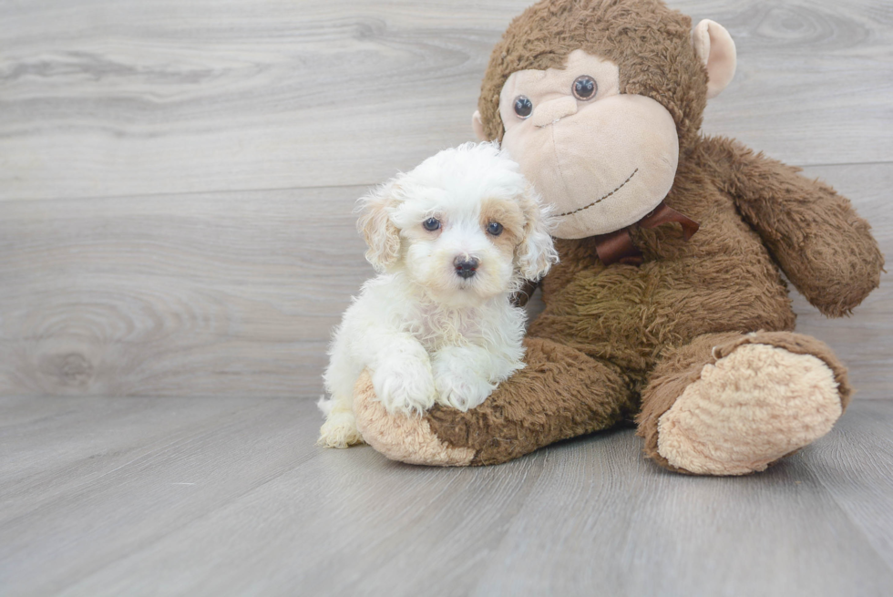 Small Maltipoo Baby