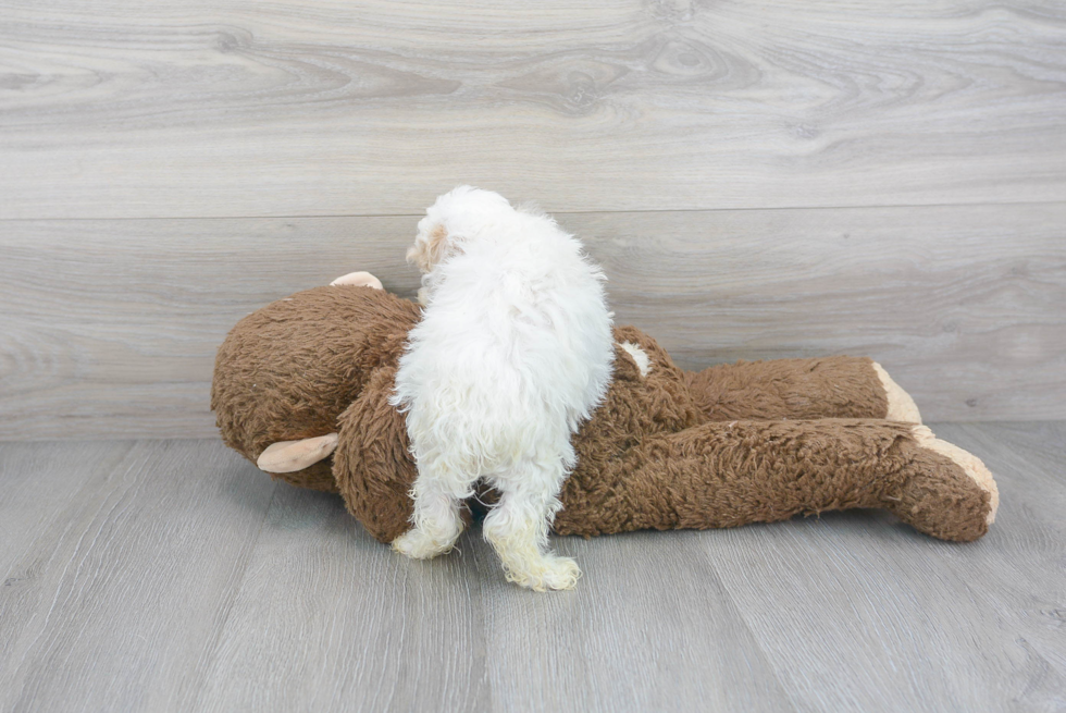 Funny Maltipoo Poodle Mix Pup